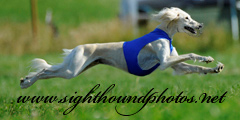 Sighthoundphotos.net